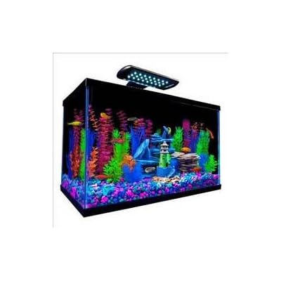 goldfish starter kit