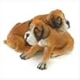 BOXER PUPPIES