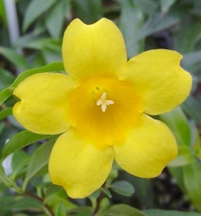 1 Golden Carolina Jasmine Plant - Gelsemium - Bonsai