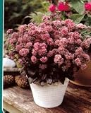 Amazon / Hirts: Meadow Sage: Sedum Picolette - Bronze Red Foliage - Stonecrop