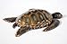 LX Handpainted Brown Tropical Sea Turtle Beach Tiki Bar Wall Mount Decor Plaque Kid Decor 8