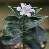 [ ホトトギス ] チャボ葉ホトトギス