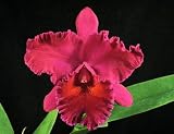 Blc Edisto 'Newberry' AM/AOS