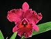 Orchid Plant - Blc Edisto 'Newberry' AM/AOS