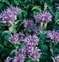 Wild Bee Balm - 50 Seeds