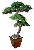 Bonsai Boy's Monterey Preserved Bonsai Tree<br>Kage Style - 6 Feet Tall