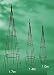 Outdoor Living : Large Priory Obelisk