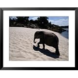Baby African Elephant Taking a Sand Bath National Geographic Collection Framed Art Poster... by Art.com