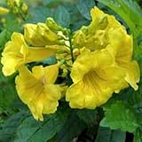 Amazon / Tropical Oasis: YELLOW BELLS / TRUMPET FLOWER / TECOMA STANS 50 seeds