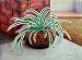 Spider Plant, Drawing by Norma Nuyles Robinson, Print