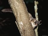 IMAGE OF Endangered Leadbeaters Possum Climbs Down a Tree Trunk, Yellingbo Nature Reserve, Australia Premium Photographic Poster Print by Jason Edwards, 9x12