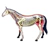 Tedco 4D Vision Horse Model