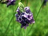 Spanish Eyes Butterfly Lavender 20 Seeds