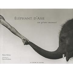 El�phant d'Asie : Un g�ant menac�