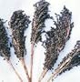 Black Amber Broom Corn 50 Seeds - Ornamental