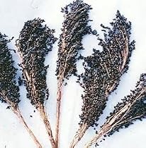 Black Amber Broom Corn 50 Seeds - Ornamental