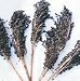 Black Amber Broom Corn 50 Seeds - Ornamental