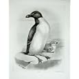 1908 THE RAZORBILL ALCA TORDA MALE CHICK BIRD PLATE