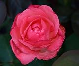 Edelrose Aachener Dom   - (3-Liter Topf)