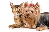 IMAGE OF Wallmonkeys Peel and Stick Wall Decals - The Terrier and Cat in Studio - 60
