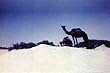 Saudi Arabian American Oil Classic Film: Desert Venture DVD (1958)