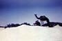 Saudi Arabian American Oil Classic Film: Desert Venture DVD (1958)