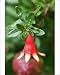 Photographic Prints of WAT-12531 Tree Dwarf Pomegranate flower from Ardea Wildlife Pets