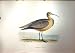 1851 British Bird Esquimaux Curlew Nature Colour Plate