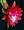 Coral Geisha Orchid Cactus - Epiphyllum ackermannii -8"