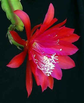 Coral Geisha Orchid Cactus - Epiphyllum ackermannii -8"