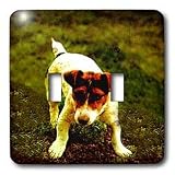 Dogs Jack Russell Terrier - Jack Russell Terrier - Light Switch Covers - double toggle switch