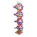 3B Scientific W19760 miniDNA 22 Layer Molecular Model, 11cm Diameter x 44cm Height