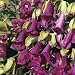 Asarina Seeds: Victoria Falls