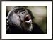 Chimpanzee vocalizing in Gombe Stream National Park Framed Art Poster Print by Michael Nichols, 29x21