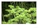 Duckweed, Lemna Minor Photographic Poster Print by Oxford Scientific, 24x18