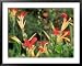 Canna Indica, Flowering in Merriments Gardens, Sussex National Garden Scheme Framed A...