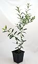 Olive Tree - Tree of Peace - Olea europaea - 4" POT