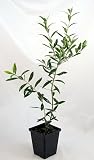 Olive Tree - Tree of Peace - Olea europaea - 4" POT