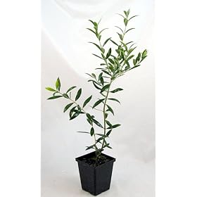 Olive Tree - Tree of Peace - Olea europaea - 4