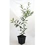 Olive Tree - Tree of Peace - Olea europaea - 4" POT