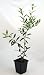 Olive Tree - Tree of Peace - Olea europaea - 4" POT