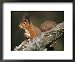 Red Squirrel in Winter Coat Framed Art Poster Print by Keith Ringland, 22x18