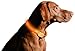 ILLUMISEEN LED Dog Collar USB Rechargeable - Bright & High Visibility Lighted Glow Collar for Pet Night Walking - Weatherproof, in 6 Colors & 6 Sizes (Orange Large)