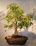 41Rvv b 8mL. SL160  Bonsai Boys Ficus Bonsai Tree   Banyan Style<i>(ficus benjamina oriental)</i>