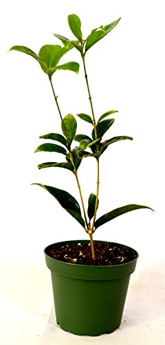 Sweet Olive Tea Tree, Osmanthus, Live Plant