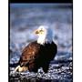 Art Poster Print - Bald Eagle - Artist: John Pezzenti Jr - Poster Size: 0 X 0 inches