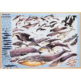 SciEd Whales and Dolphins Poster