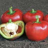 Pepper Seeds - Pepper Topepo Rosso Hybrid
