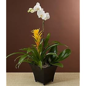 Sun and Moon Orchid Garden by 