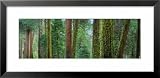 Cedars and Pines, Yosemite National Park, California, USA Photography Framed Art Poster Print by Panoramic Images, 31x15